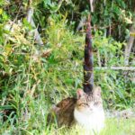 ねこ、風太　巡回