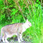 ねこ、風太　巡回