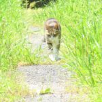 ねこ、風太　巡回