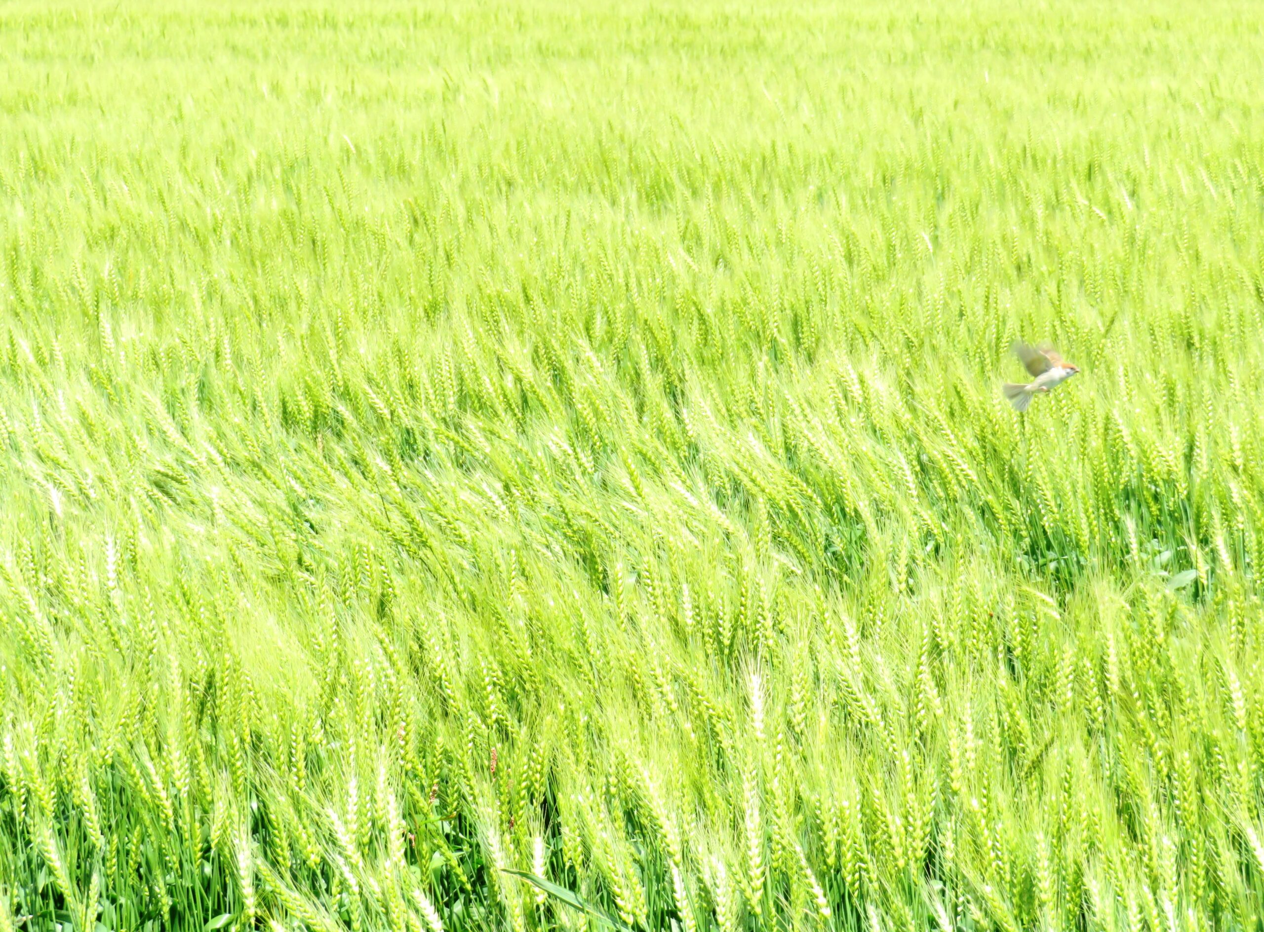 大麦の麦畑