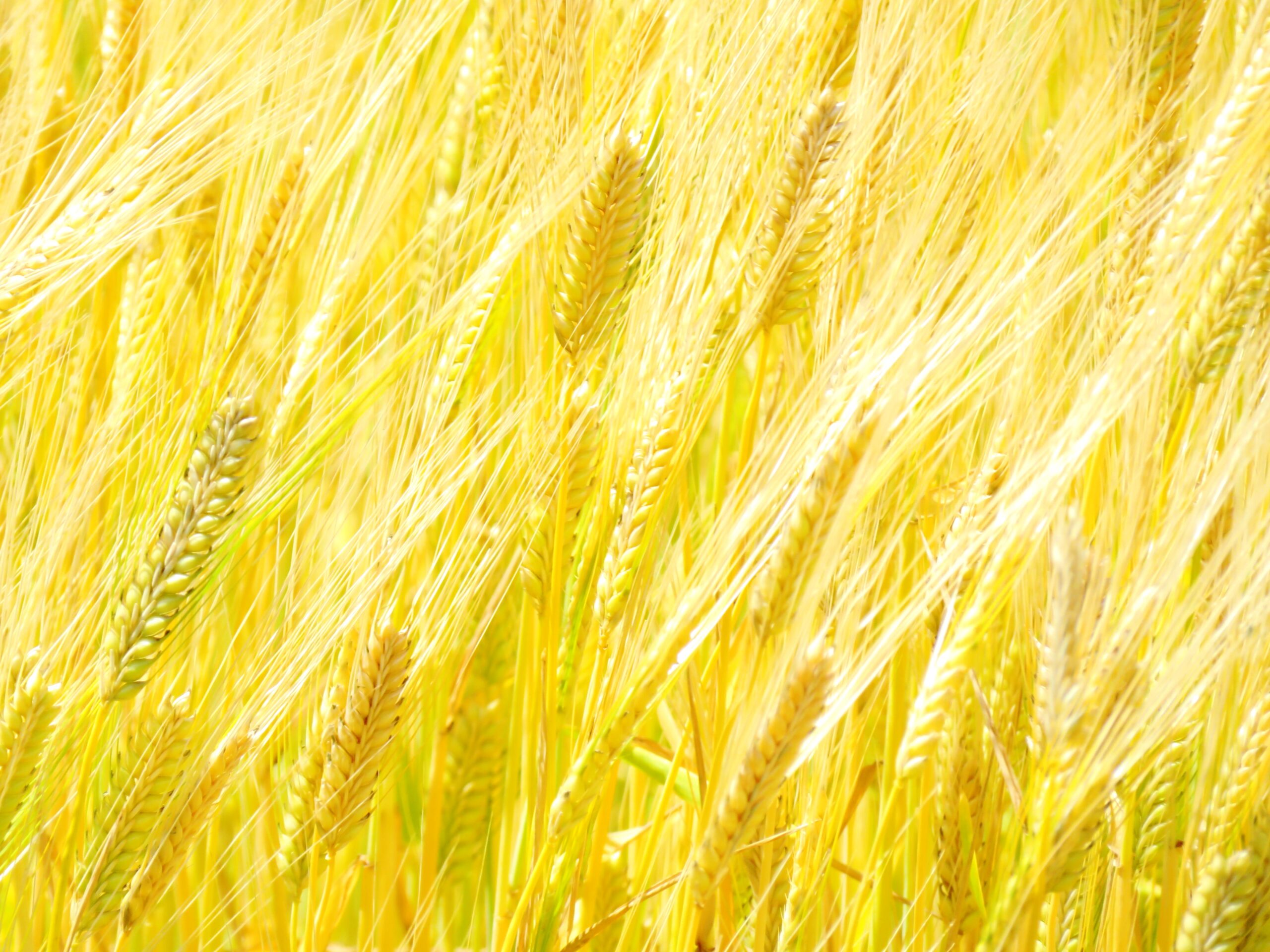 小麦の麦秋