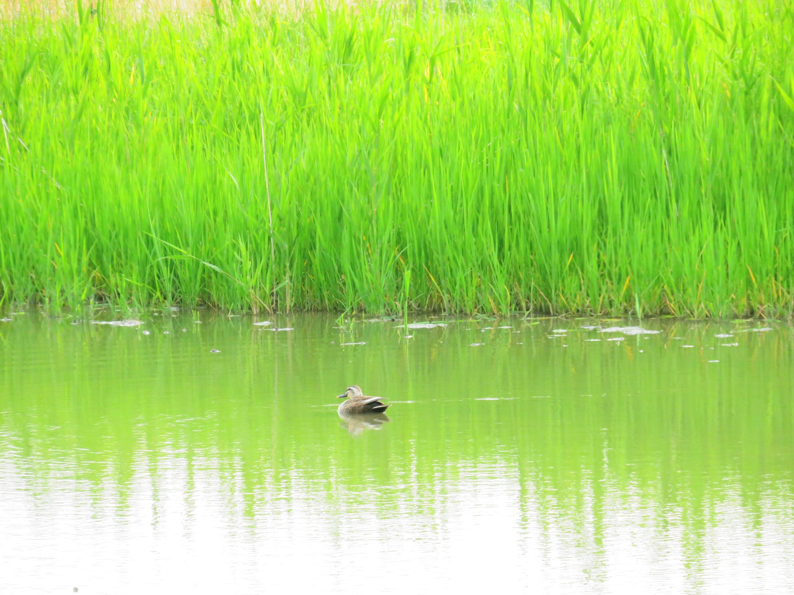 初夏、水辺の鴨