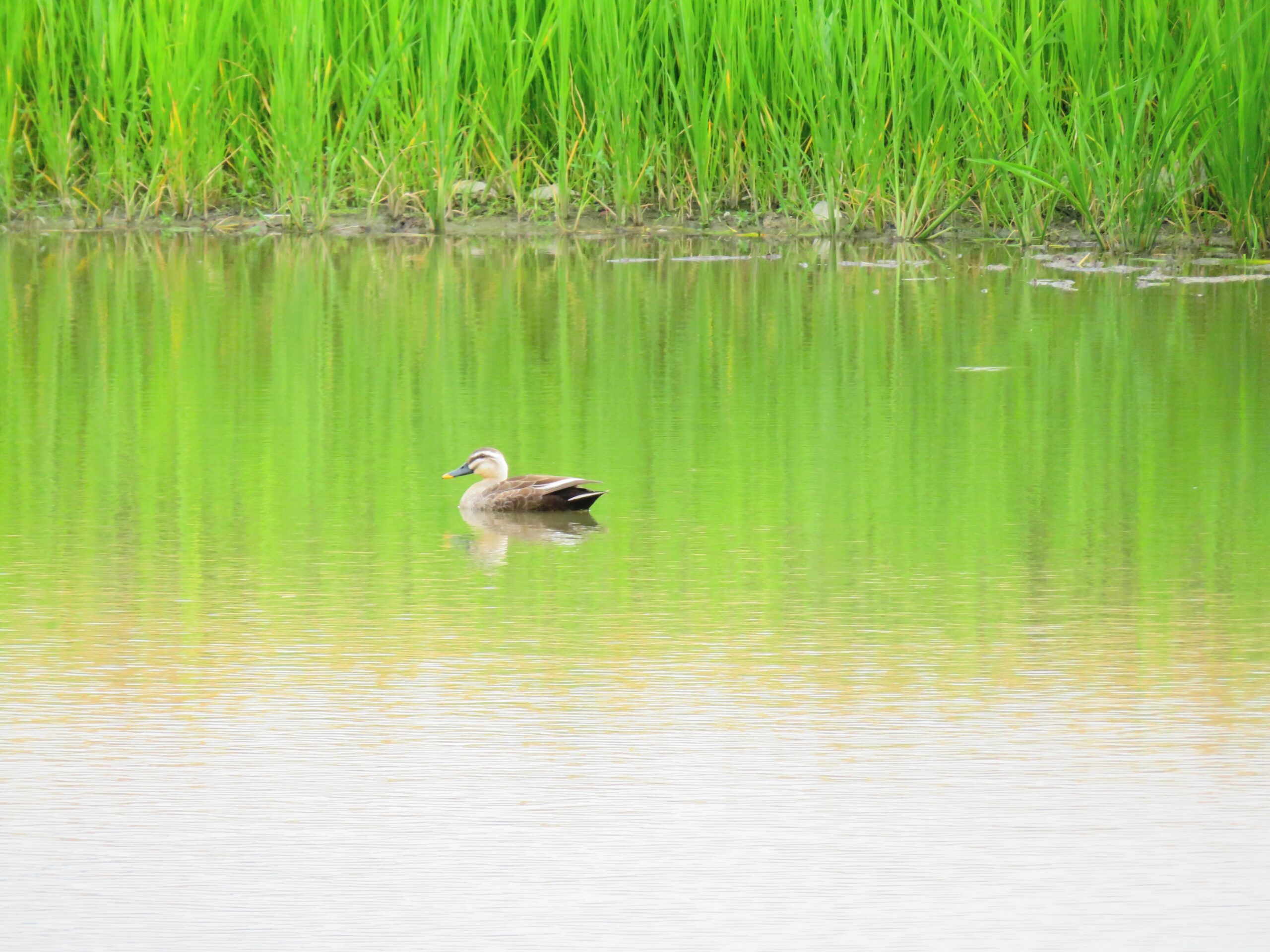 初夏、水辺の鴨