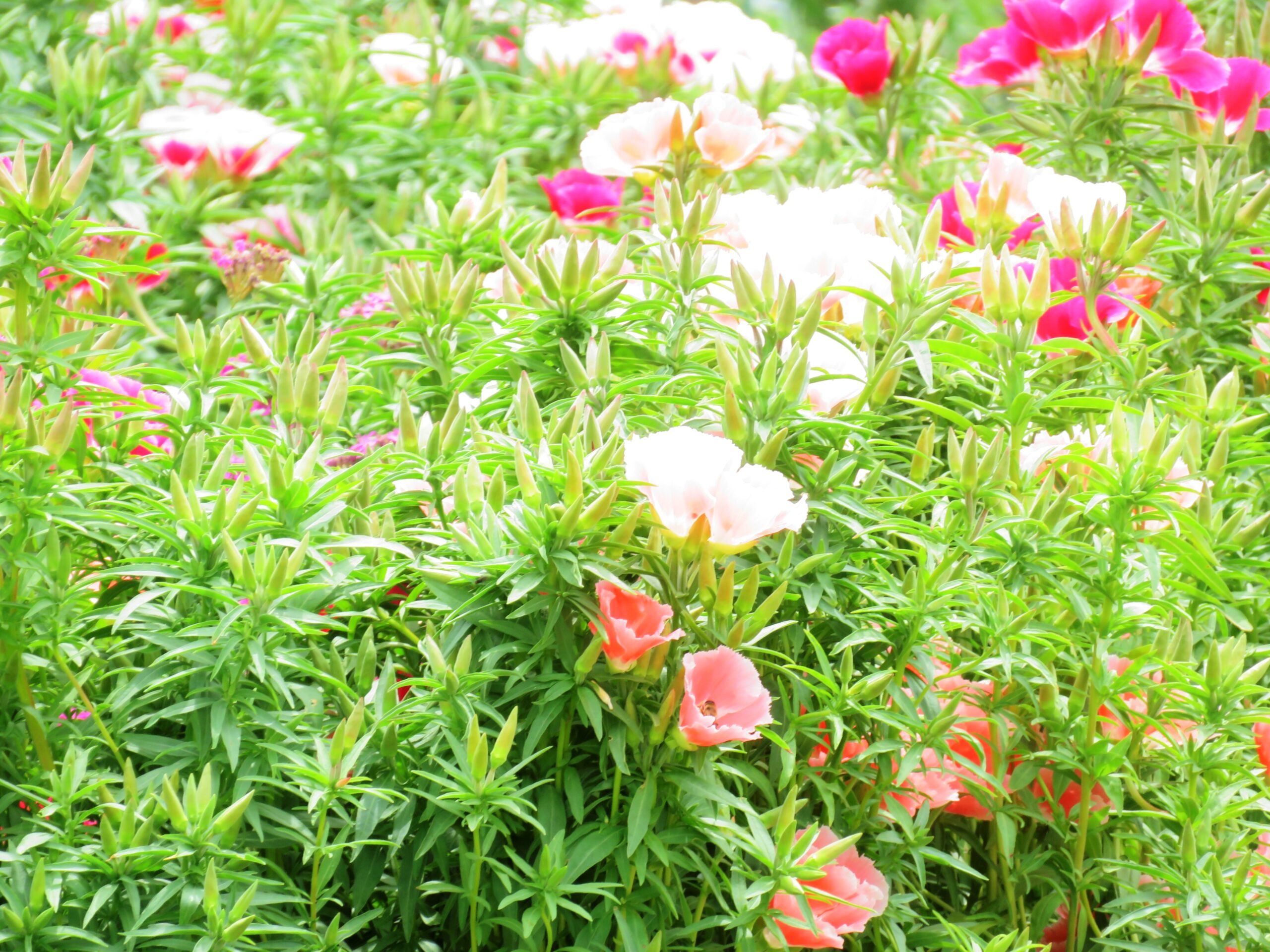 6月の畑花壇