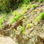 ねこ、風太　巡回