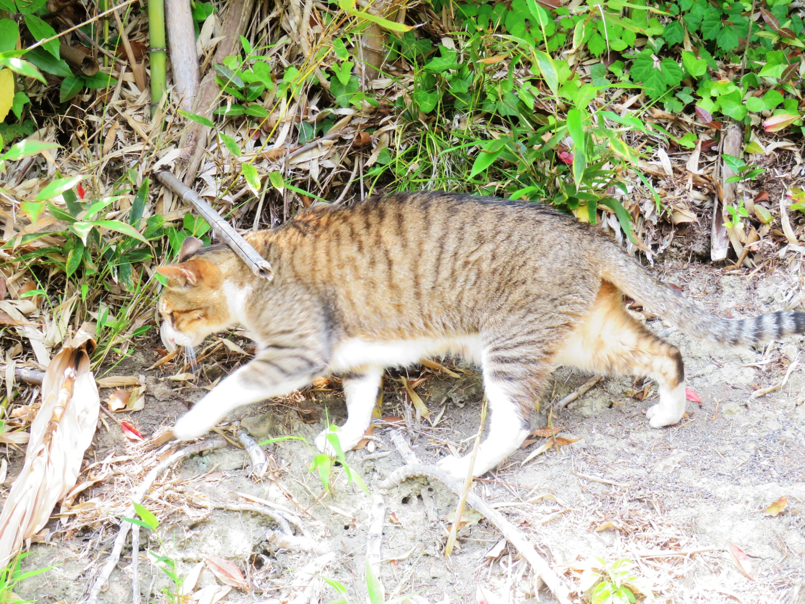 ねこ、風太　巡回