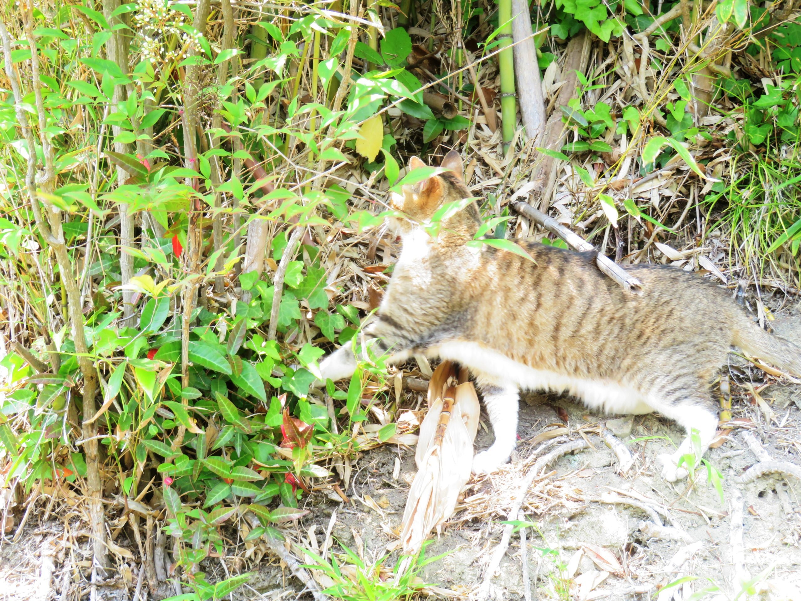 ねこ、風太　巡回