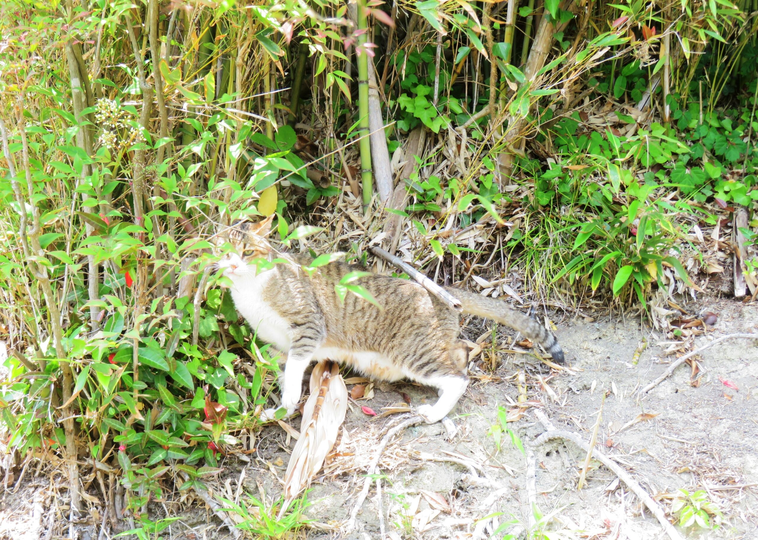 ねこ、風太　巡回