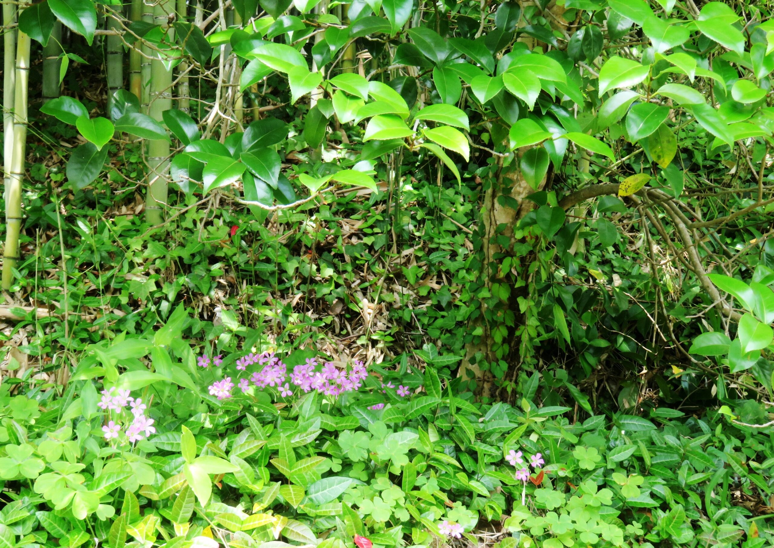 木の下闇（このしたやみ）のムラサキカタバミ（紫片喰）の花
