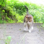 ねこ、風太　巡回