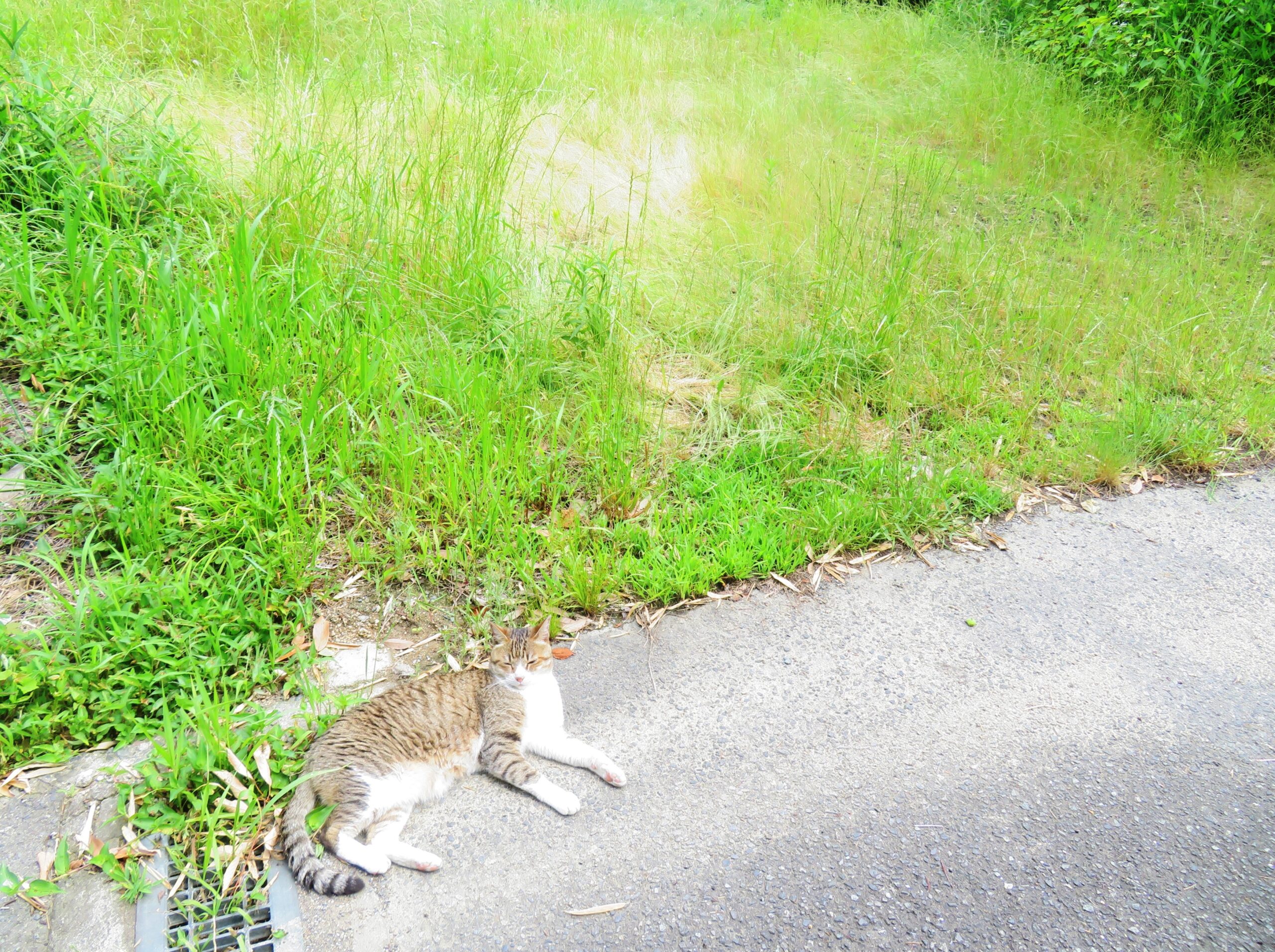 ねこ、風太　ゴロゴロ