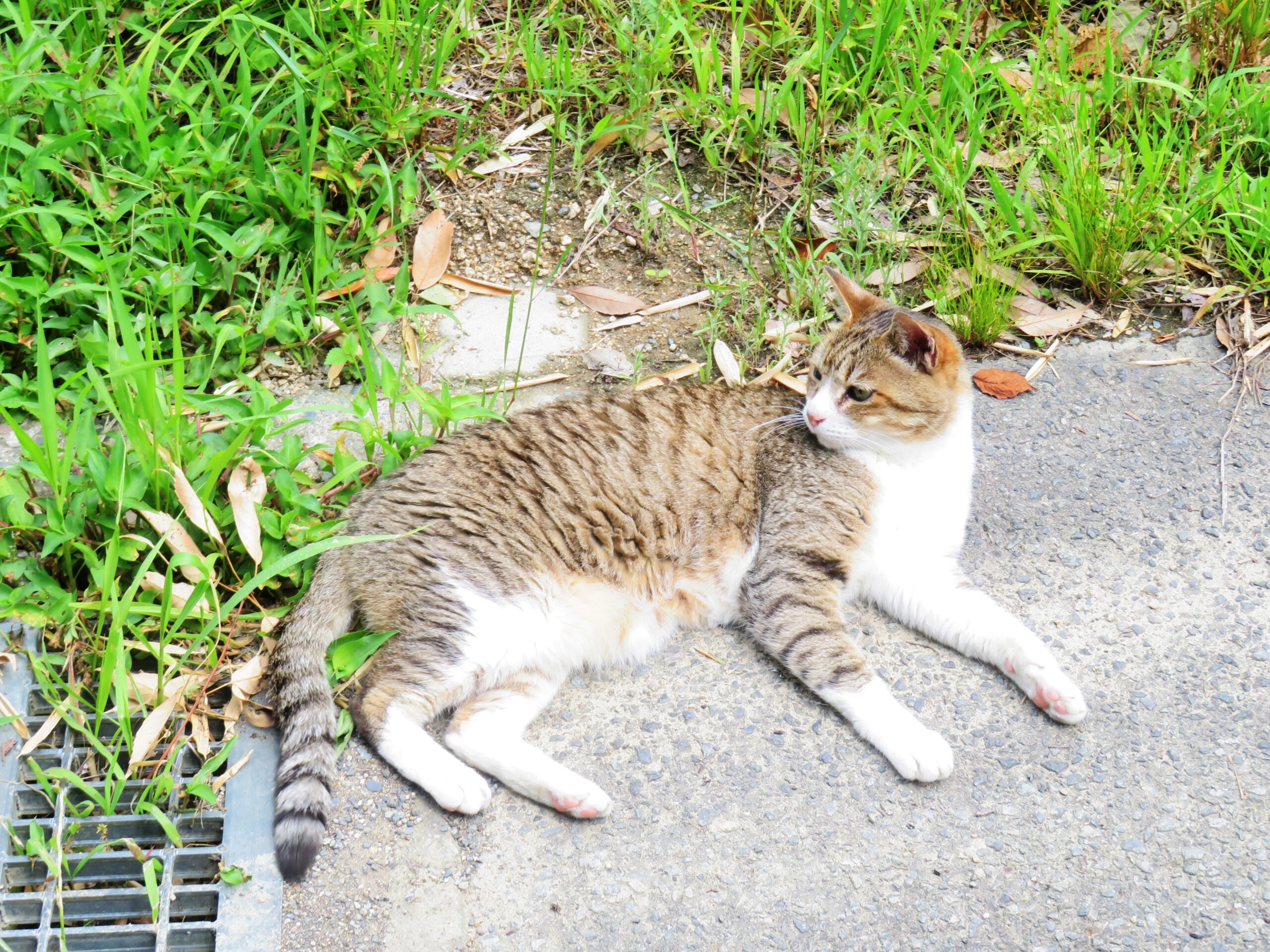 ねこ、風太　ゴロゴロ