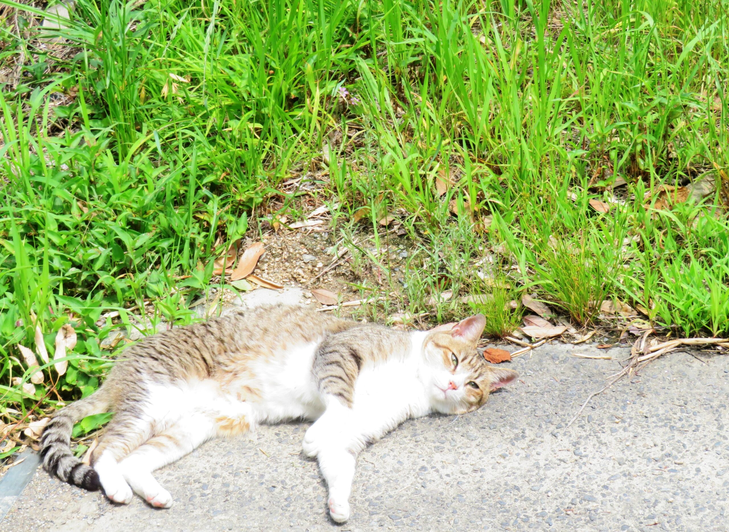 ねこ、風太　ゴロゴロ