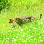 ねこ、風太　巡回