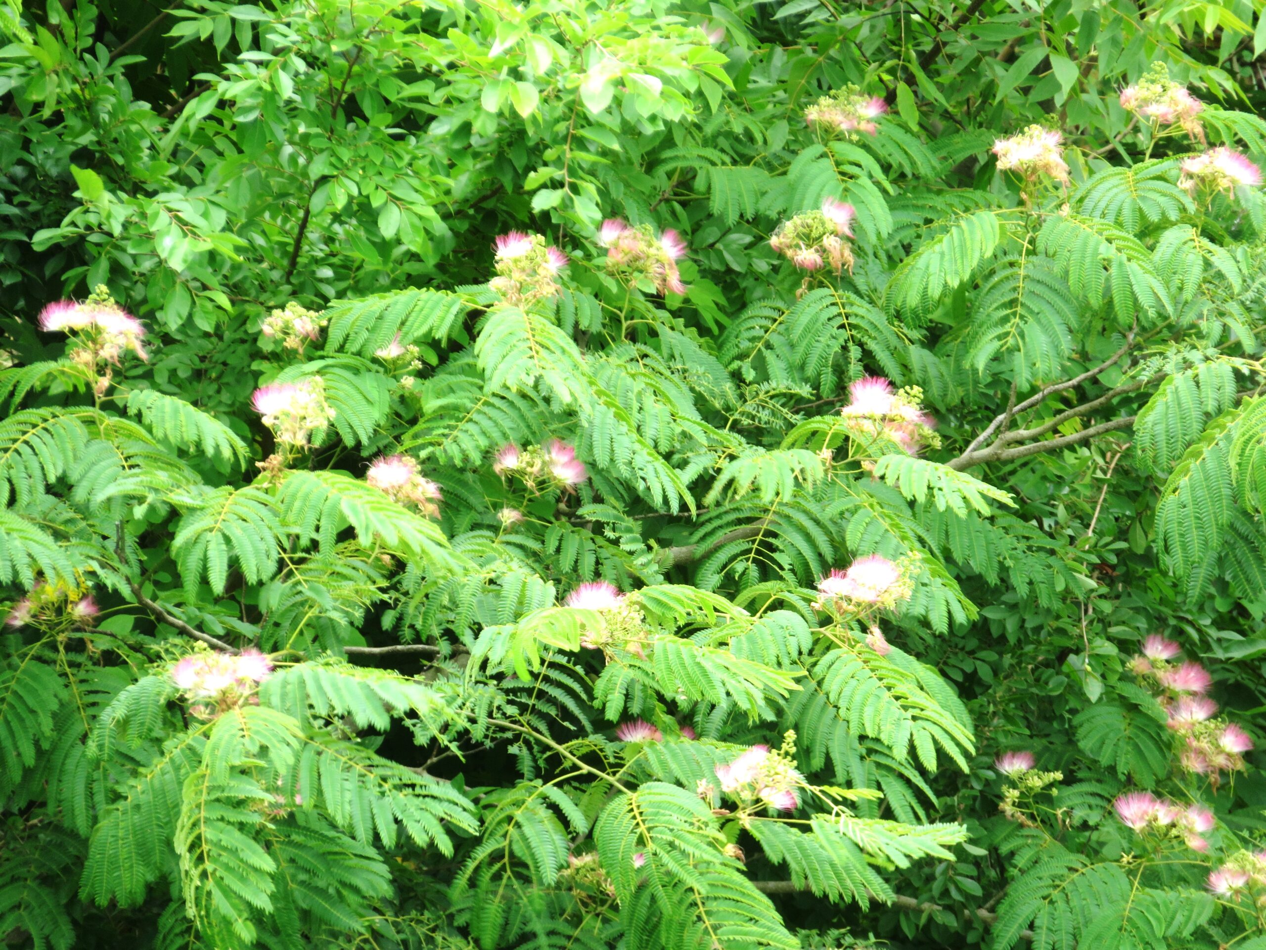 ネムノキ（合歓木）の花