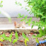 ねこ、風太　巡回