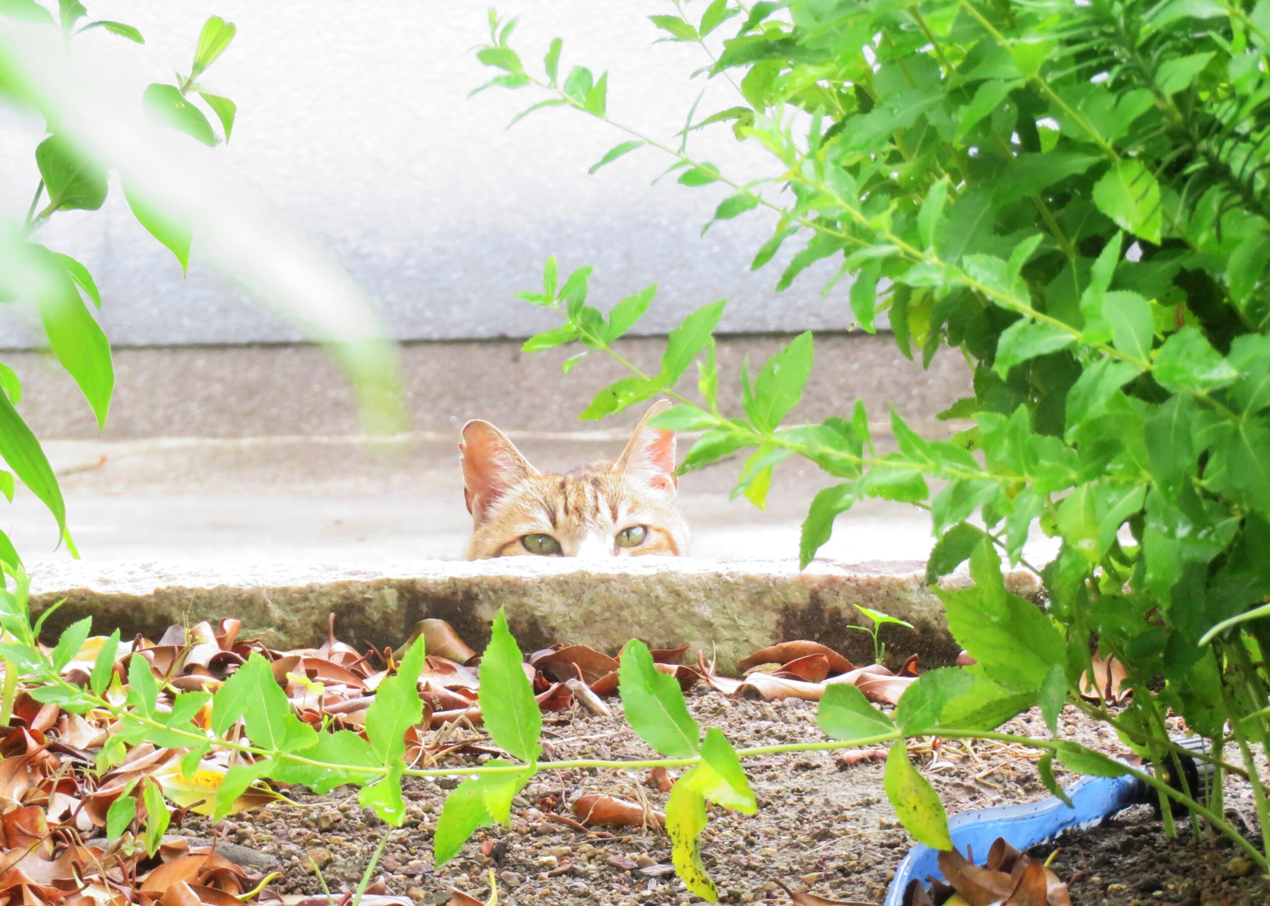 ねこ、風太　巡回