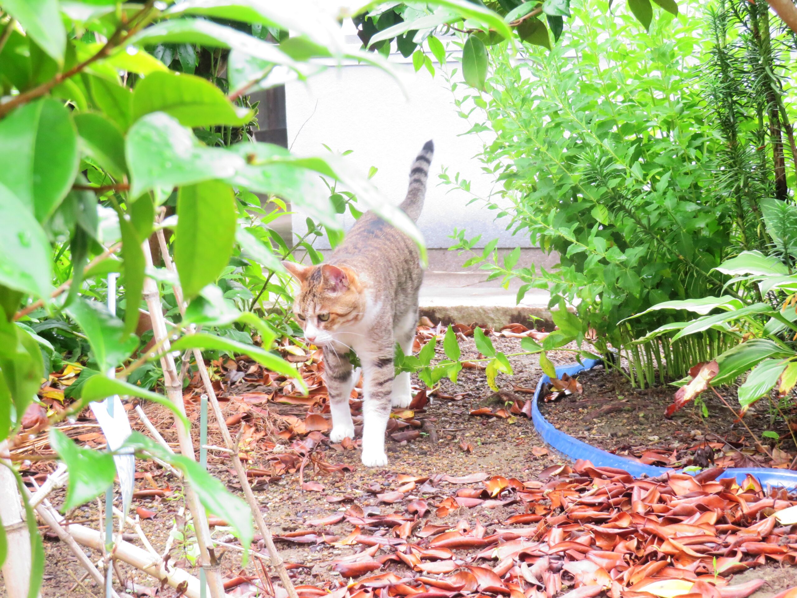 ねこ、風太　巡回