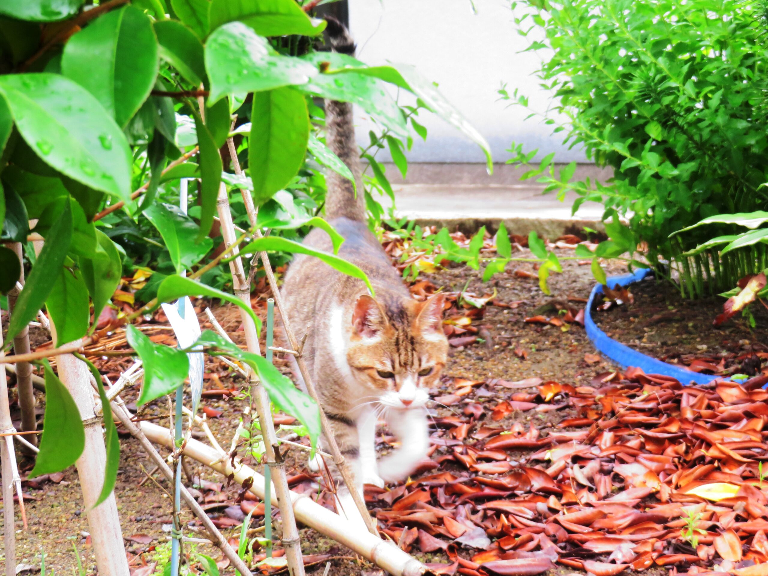 ねこ、風太　巡回