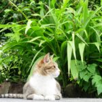 ねこ、風太　巡回