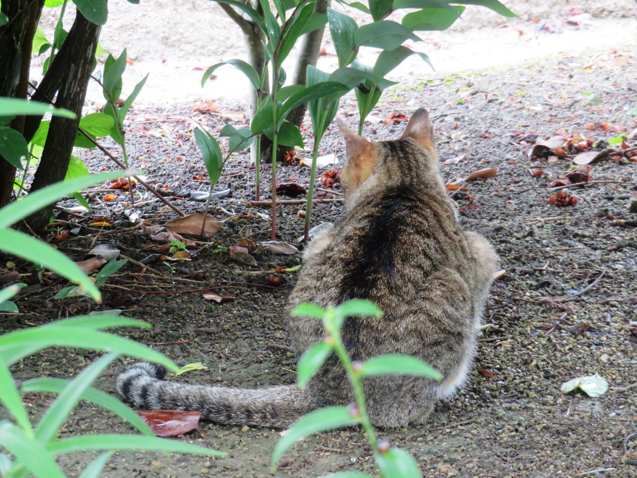 ねこ、風太　巡回