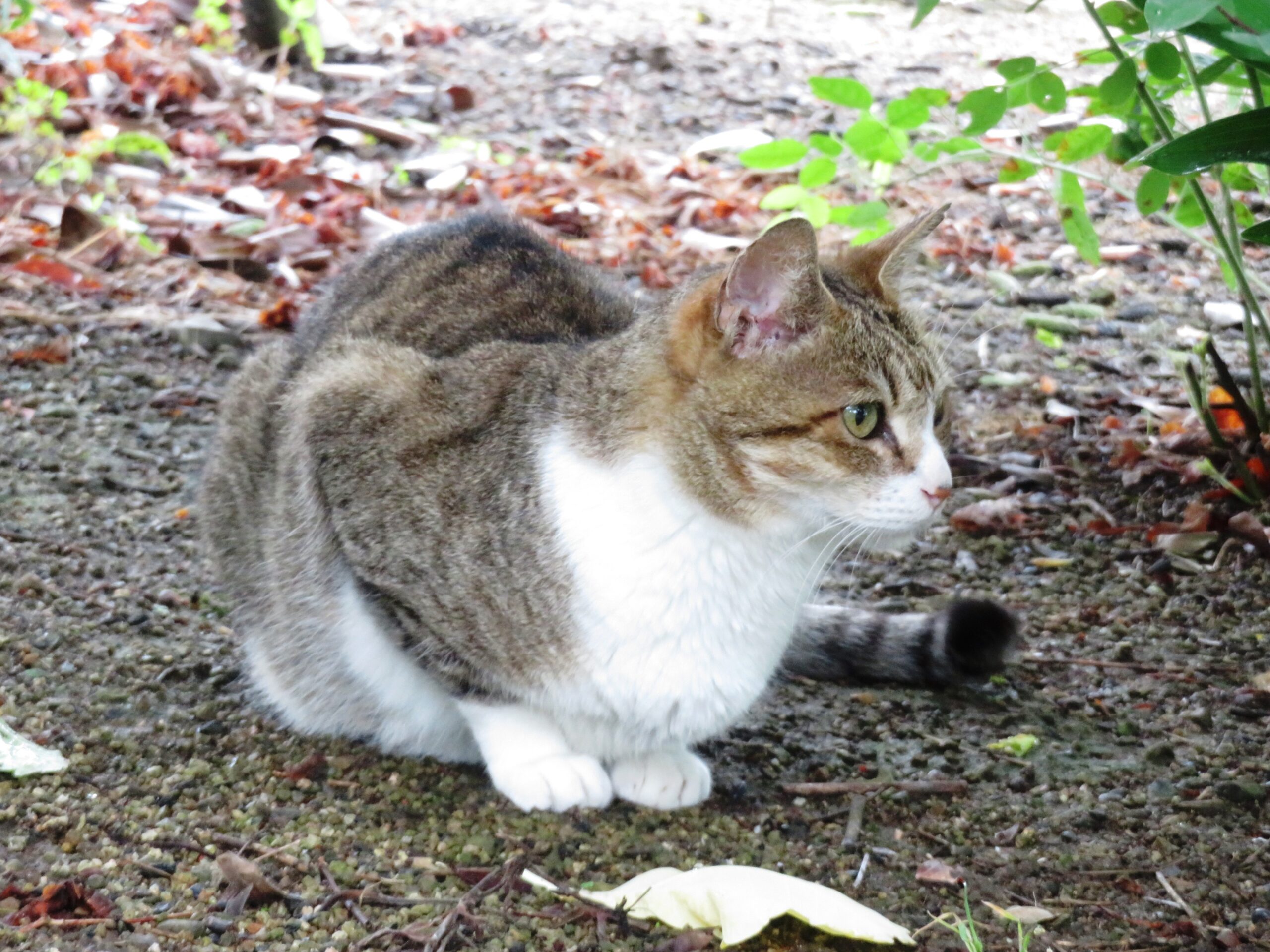 ねこ、風太　巡回