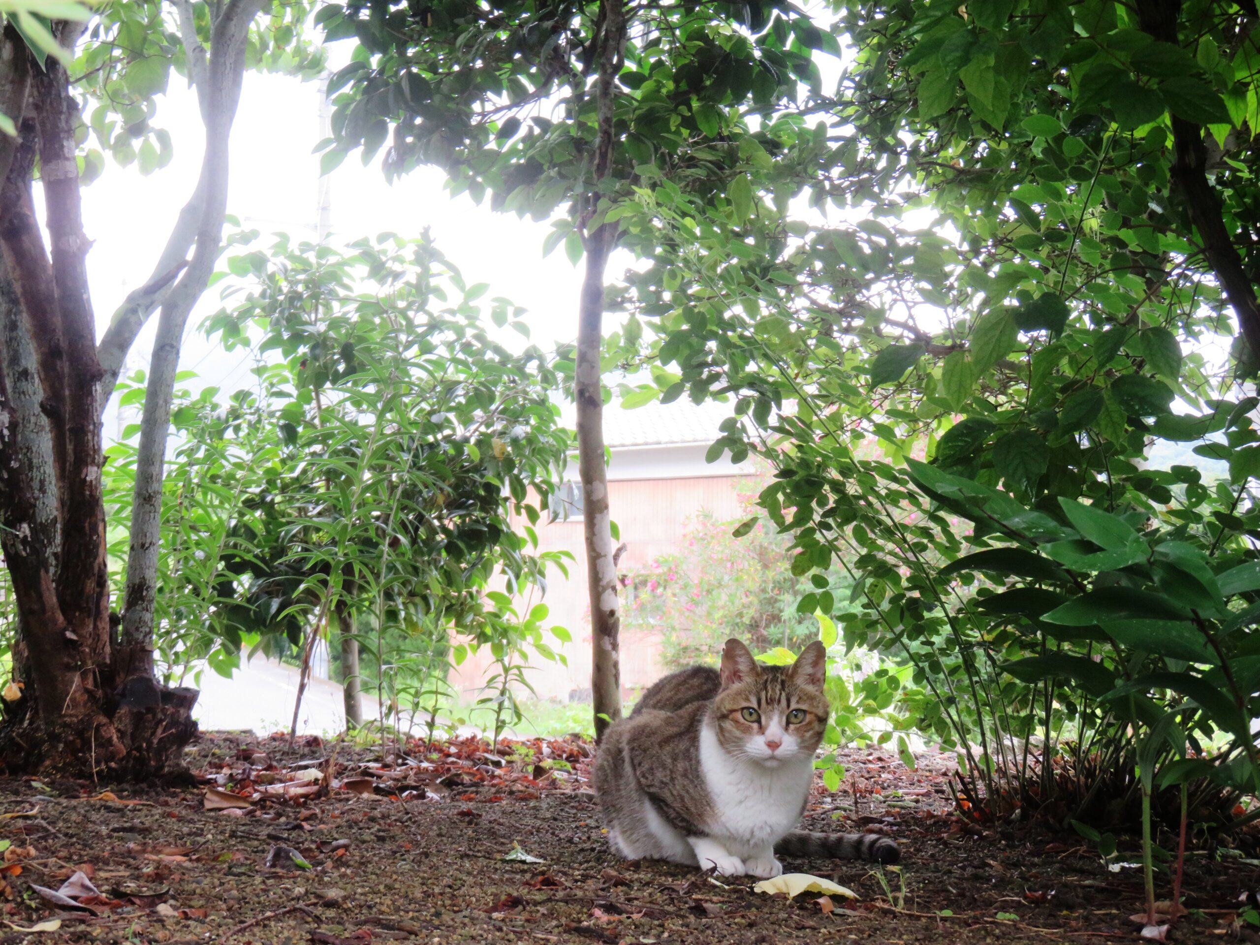 ねこ、風太　巡回