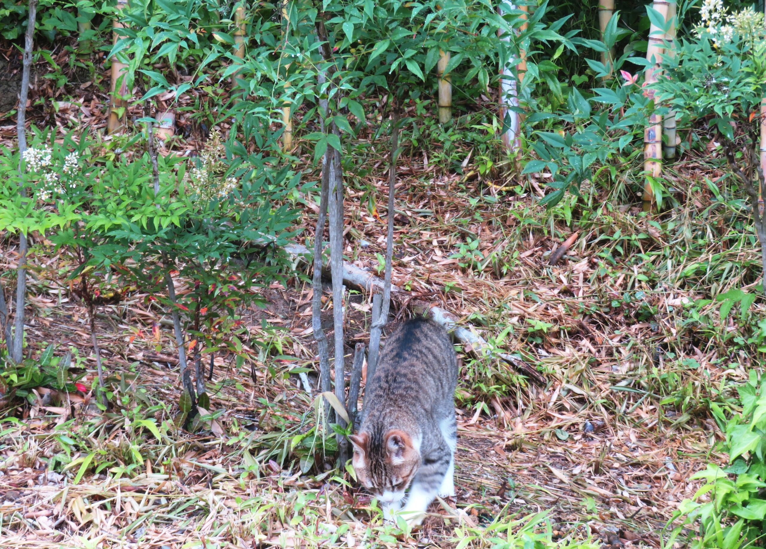 ねこ、風太　マーキング