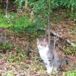 ねこ、風太　マーキング