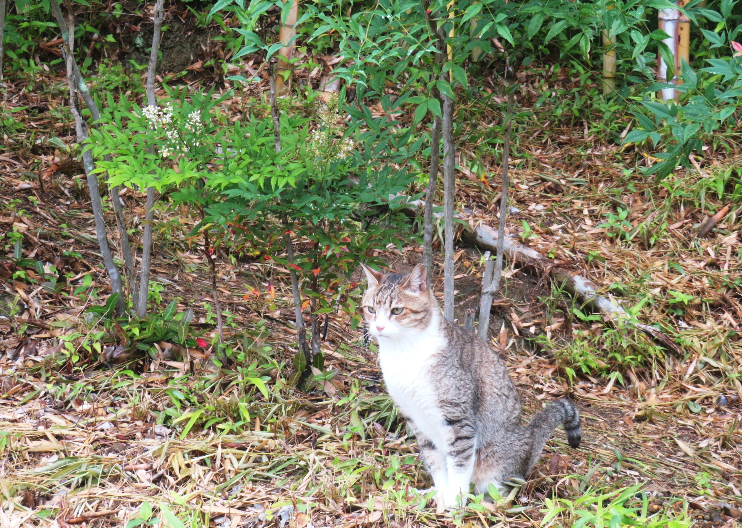 ねこ、風太　マーキング