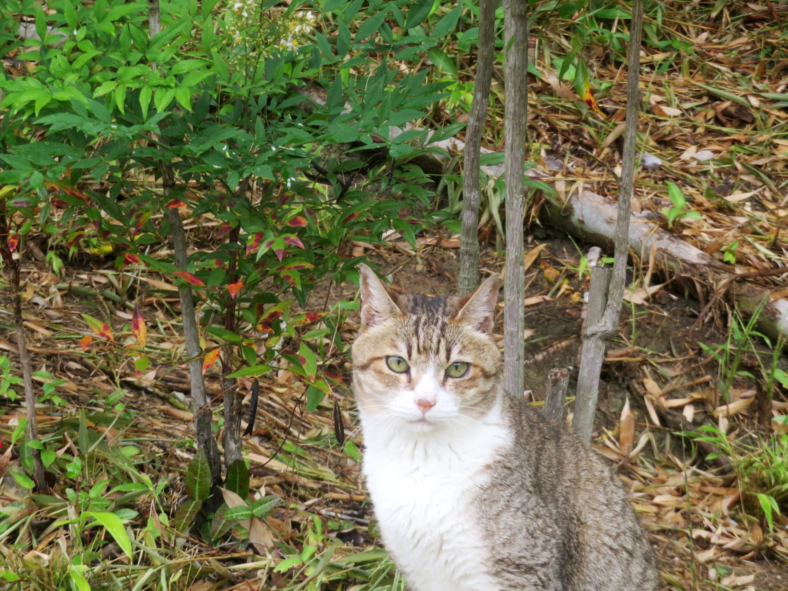 ねこ、風太　マーキング