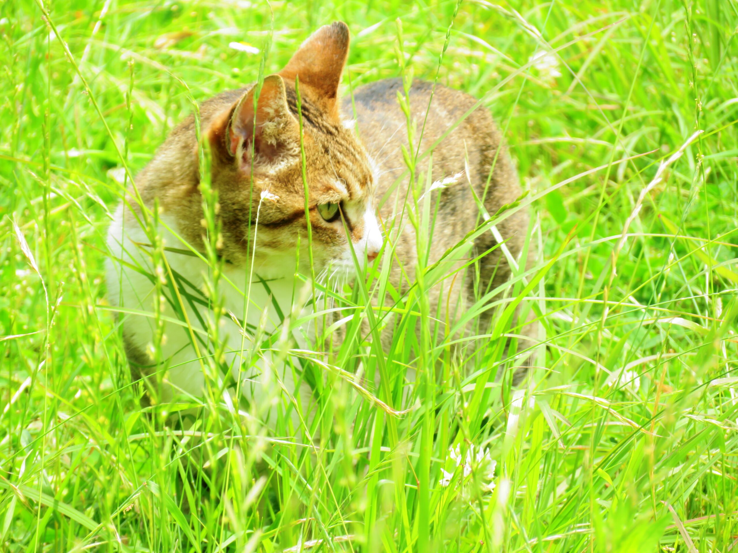 ねこ、風太　巡回