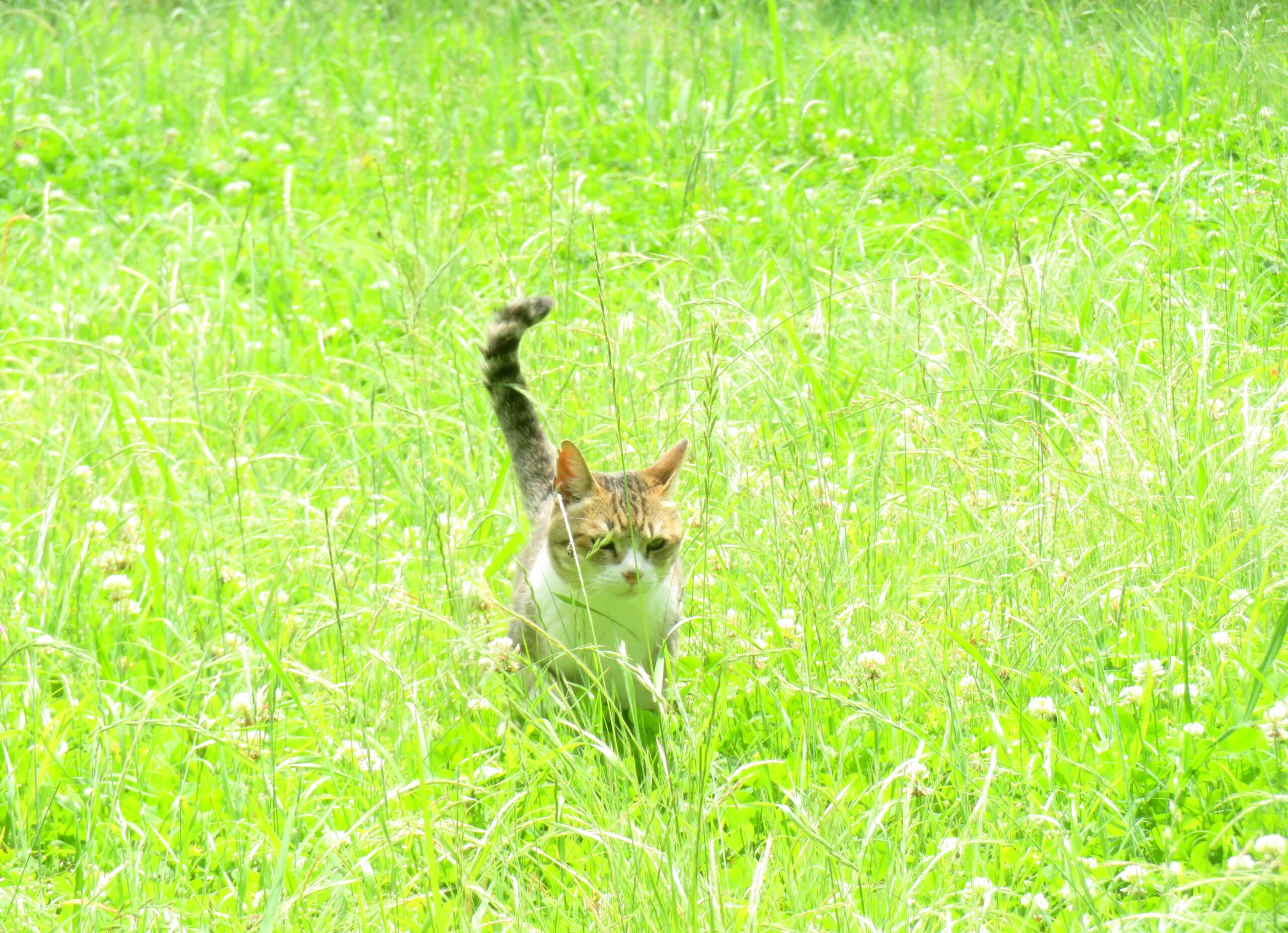 ねこ、風太　巡回