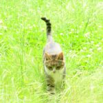 ねこ、風太　巡回