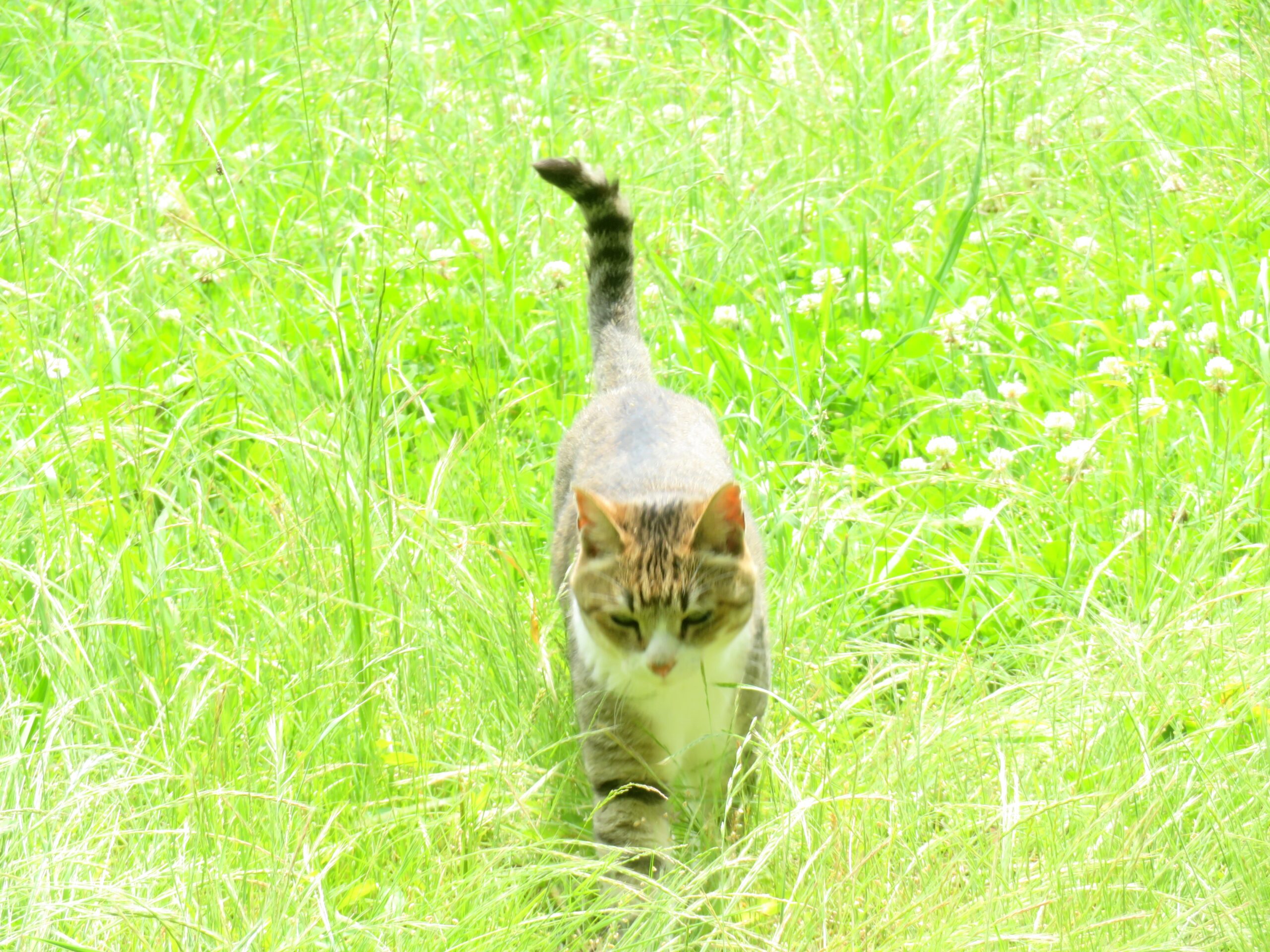 ねこ、風太　巡回