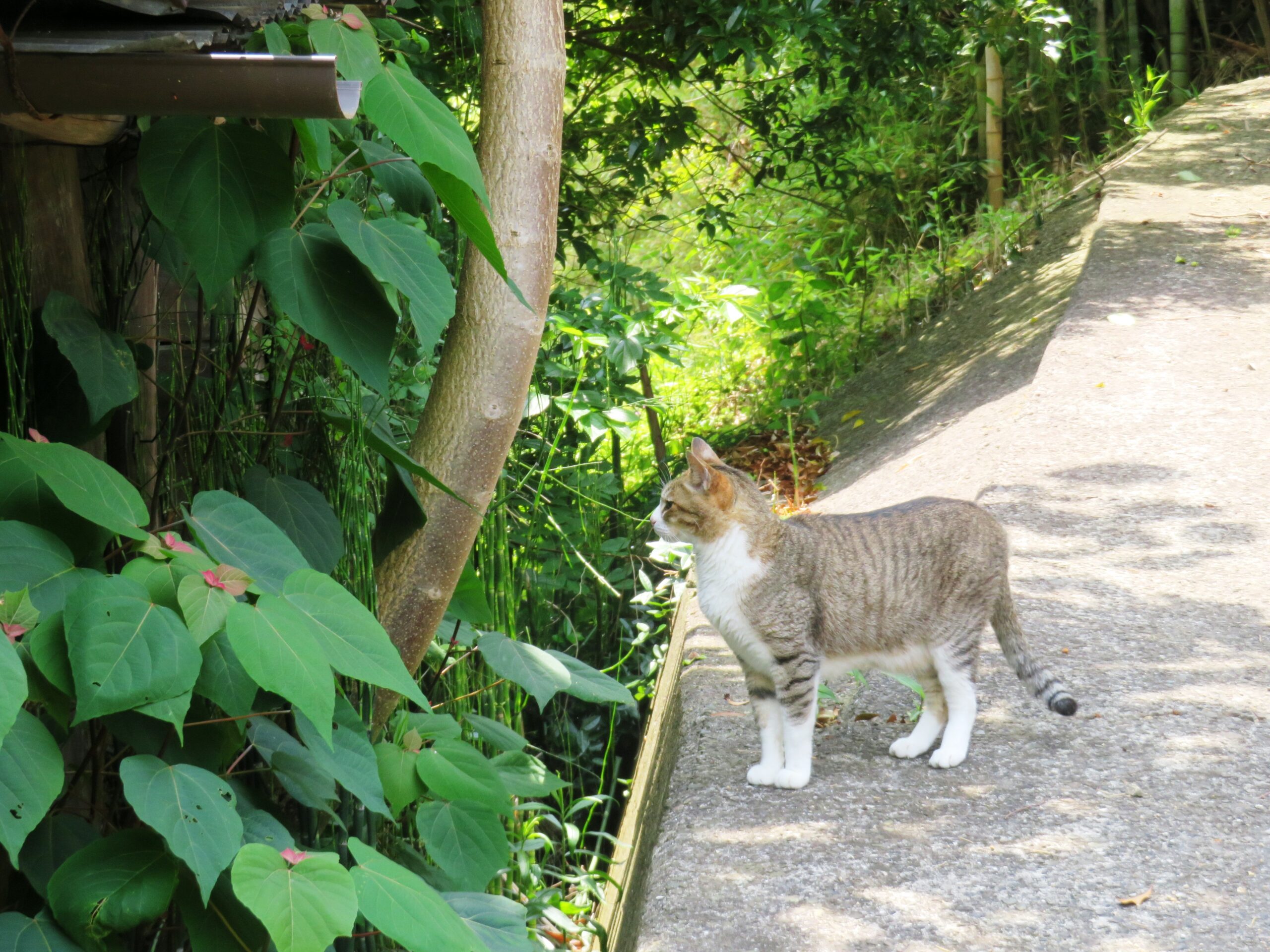 ねこ、風太　巡回