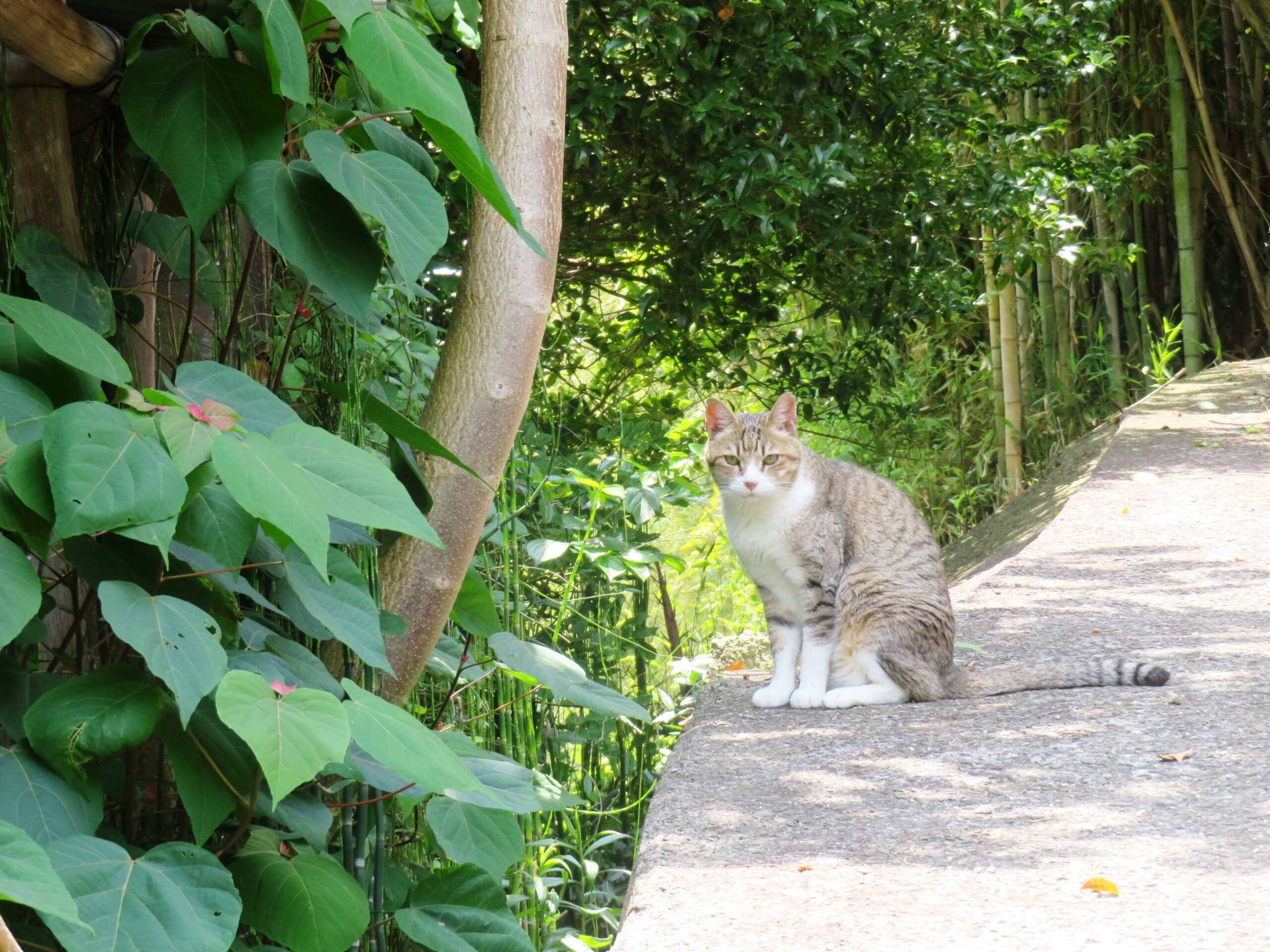 ねこ、風太　巡回