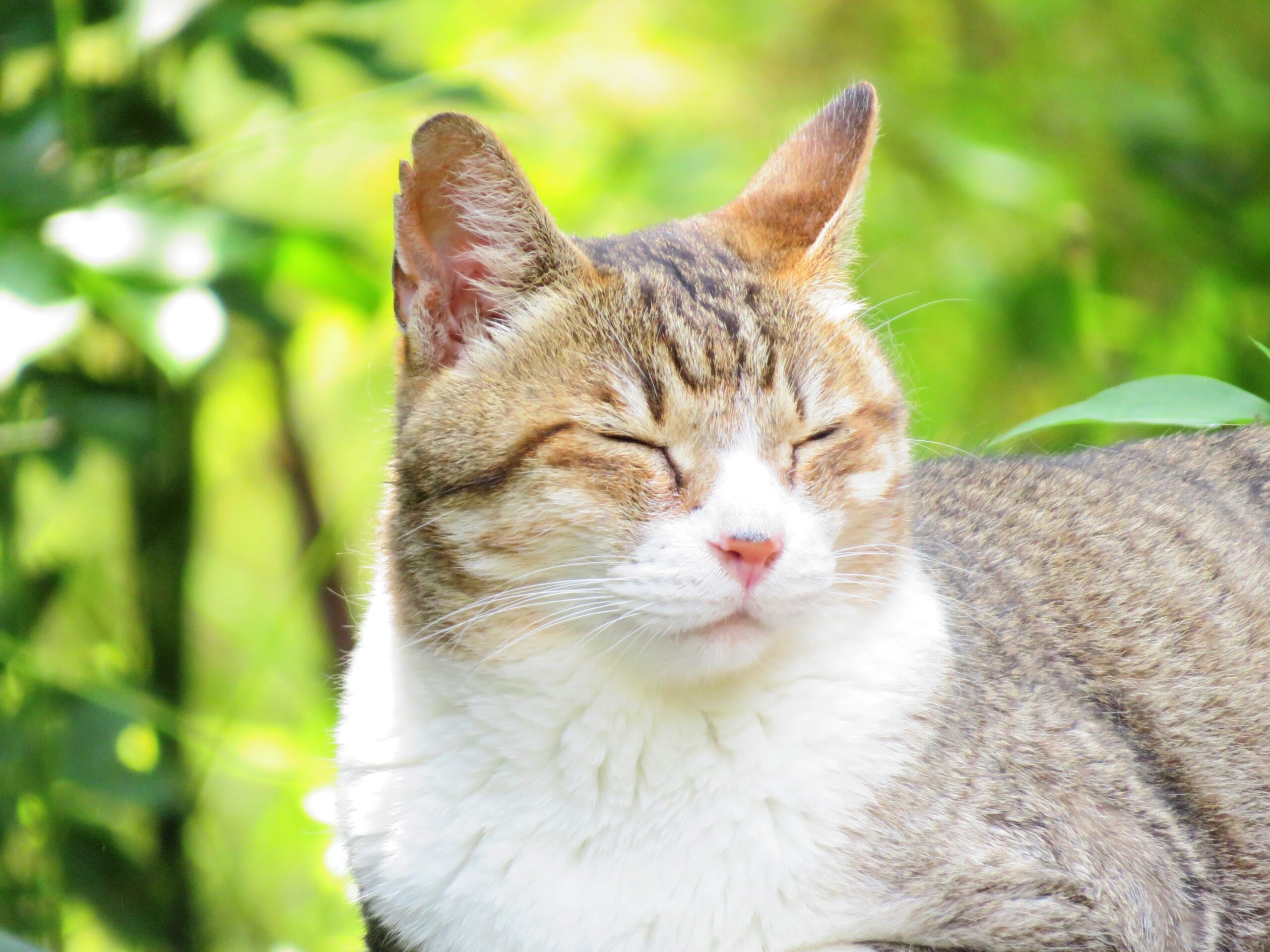 ねこ、風太　木陰