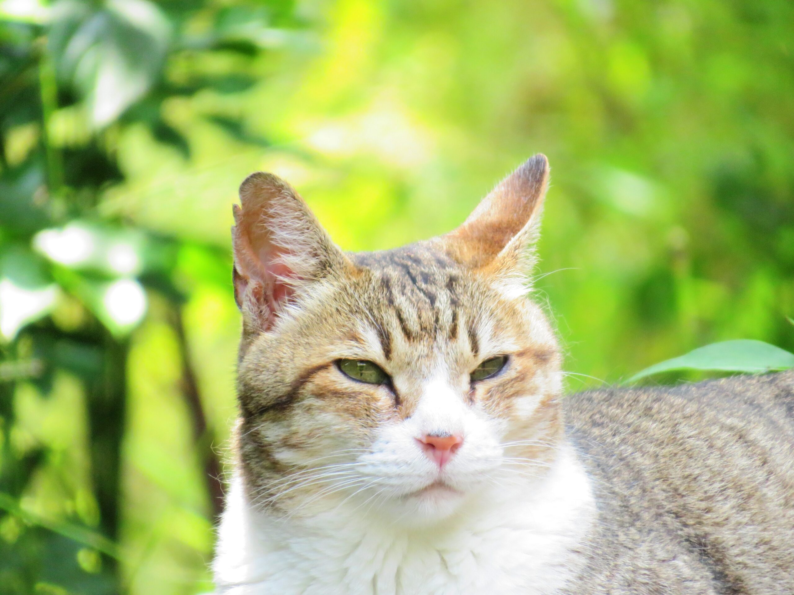 ねこ、風太　木陰