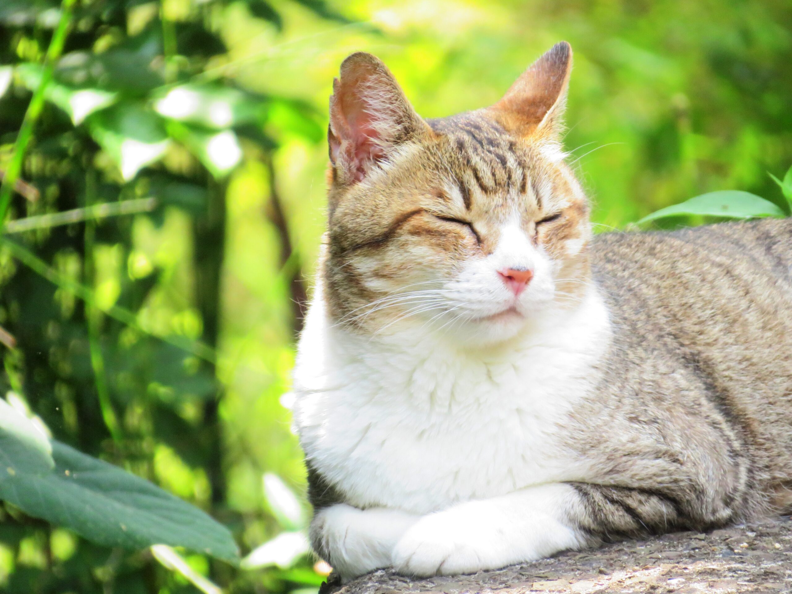 ねこ、風太　木陰