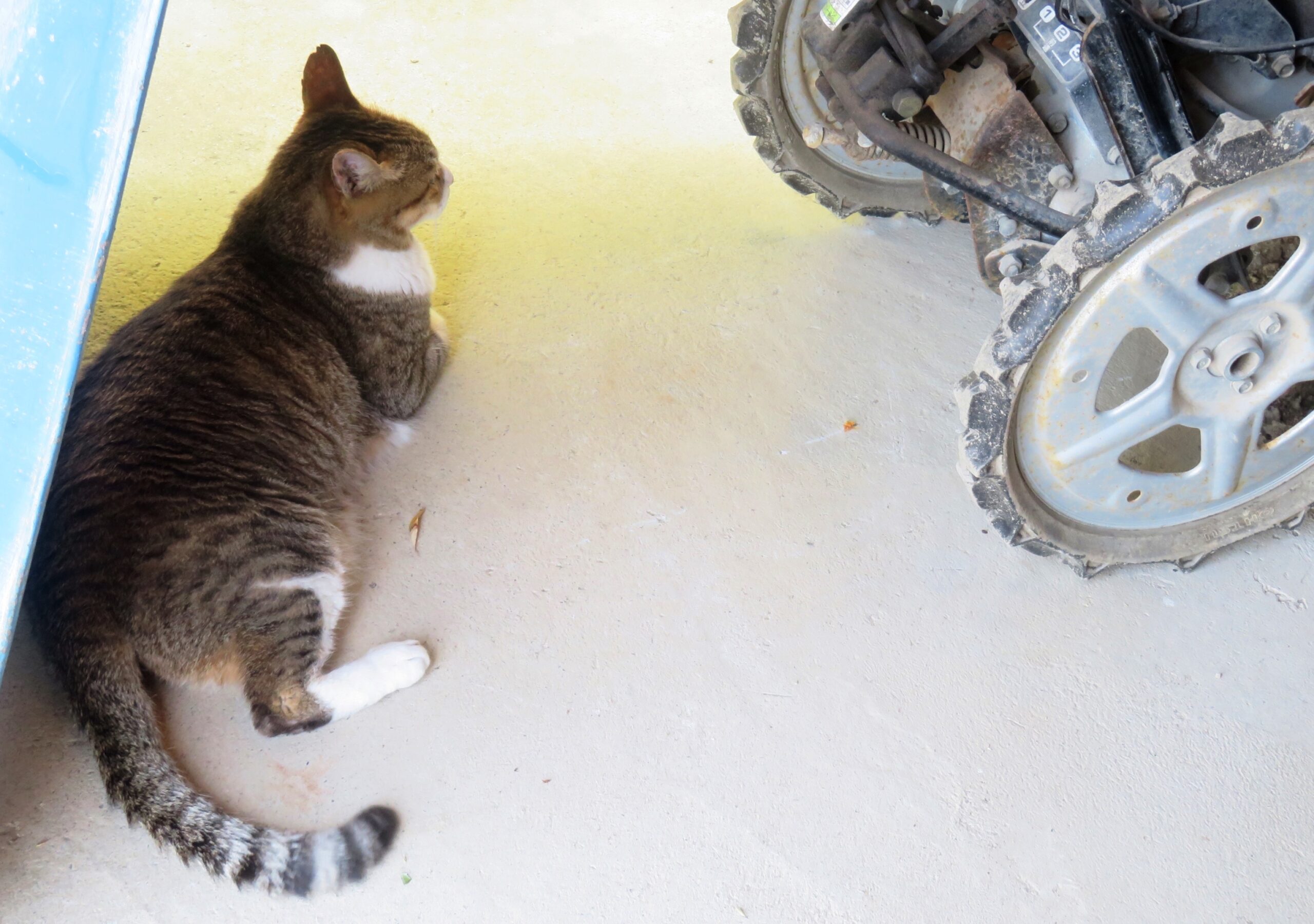 ねこ、風太　日陰