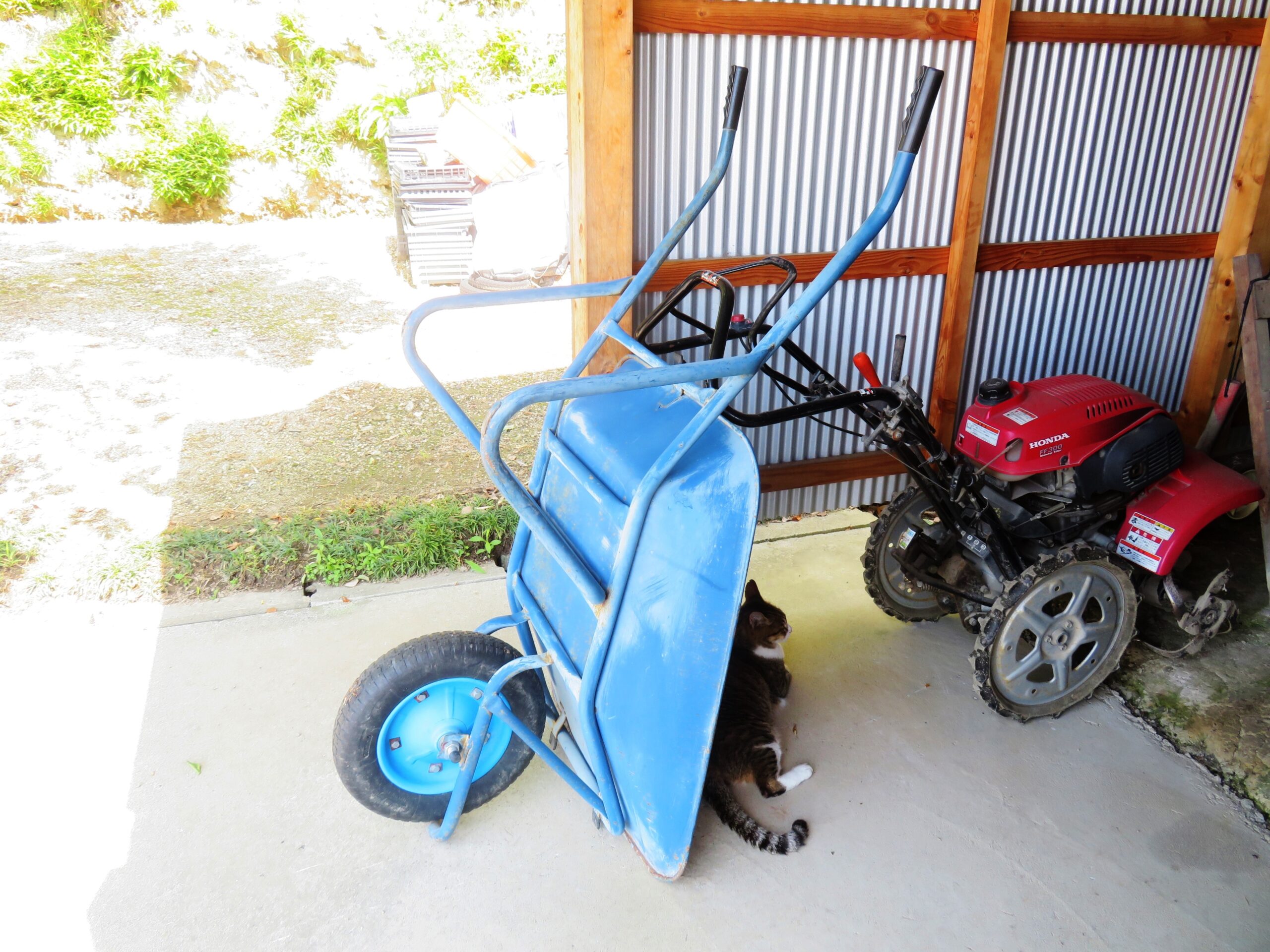 ねこ、風太　日陰