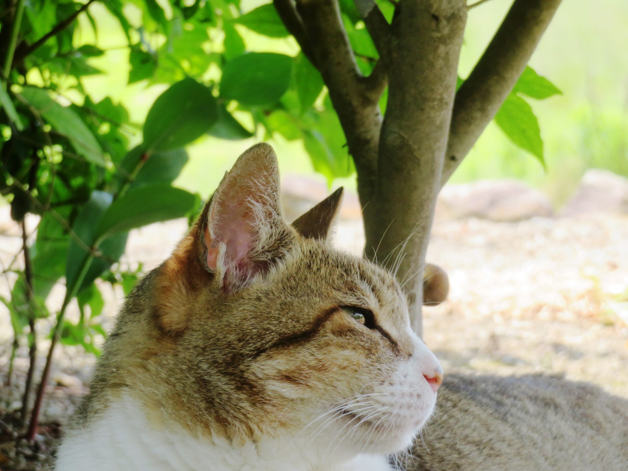 ねこ、風太　木陰