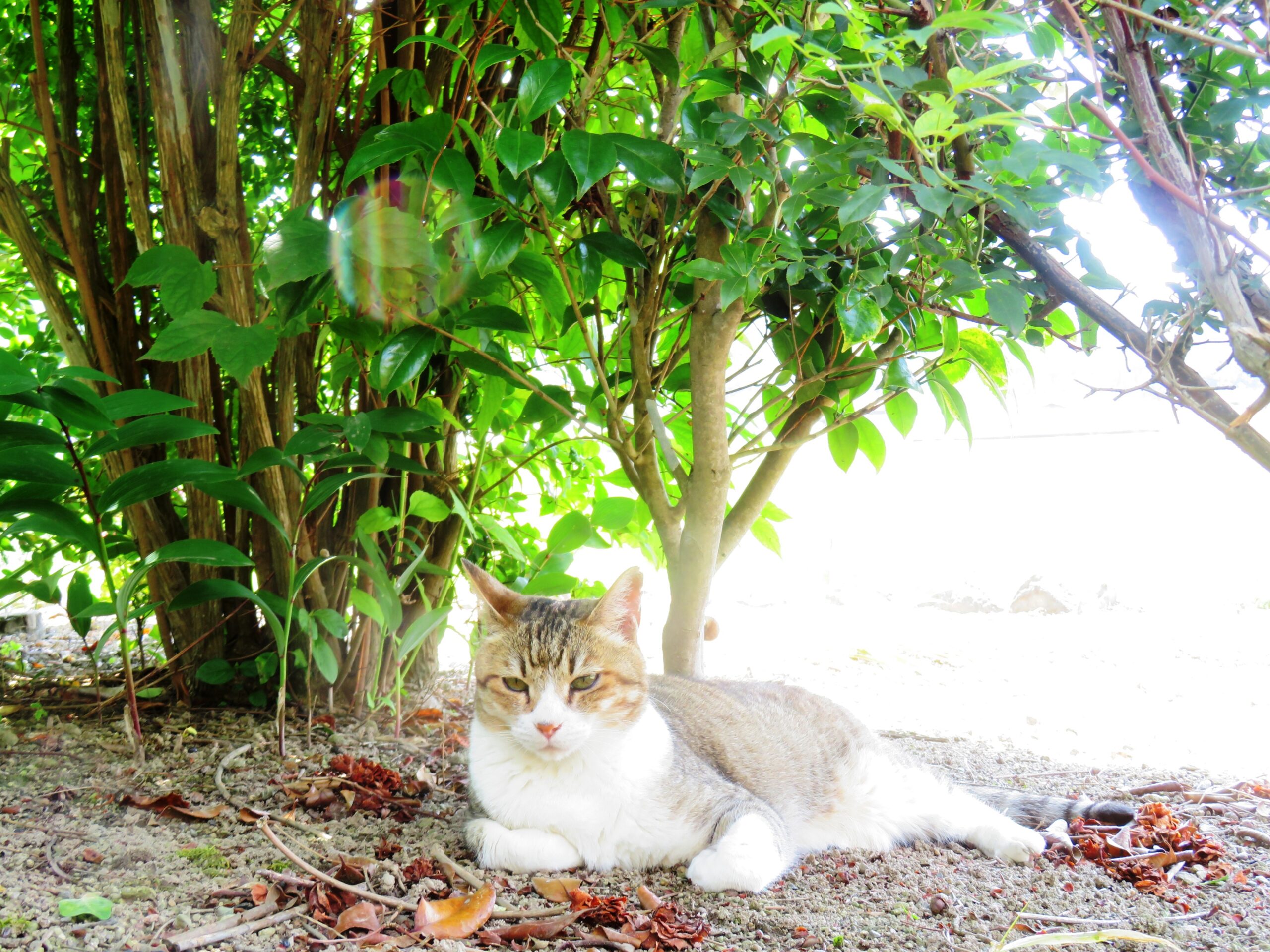 ねこ、風太　巡回