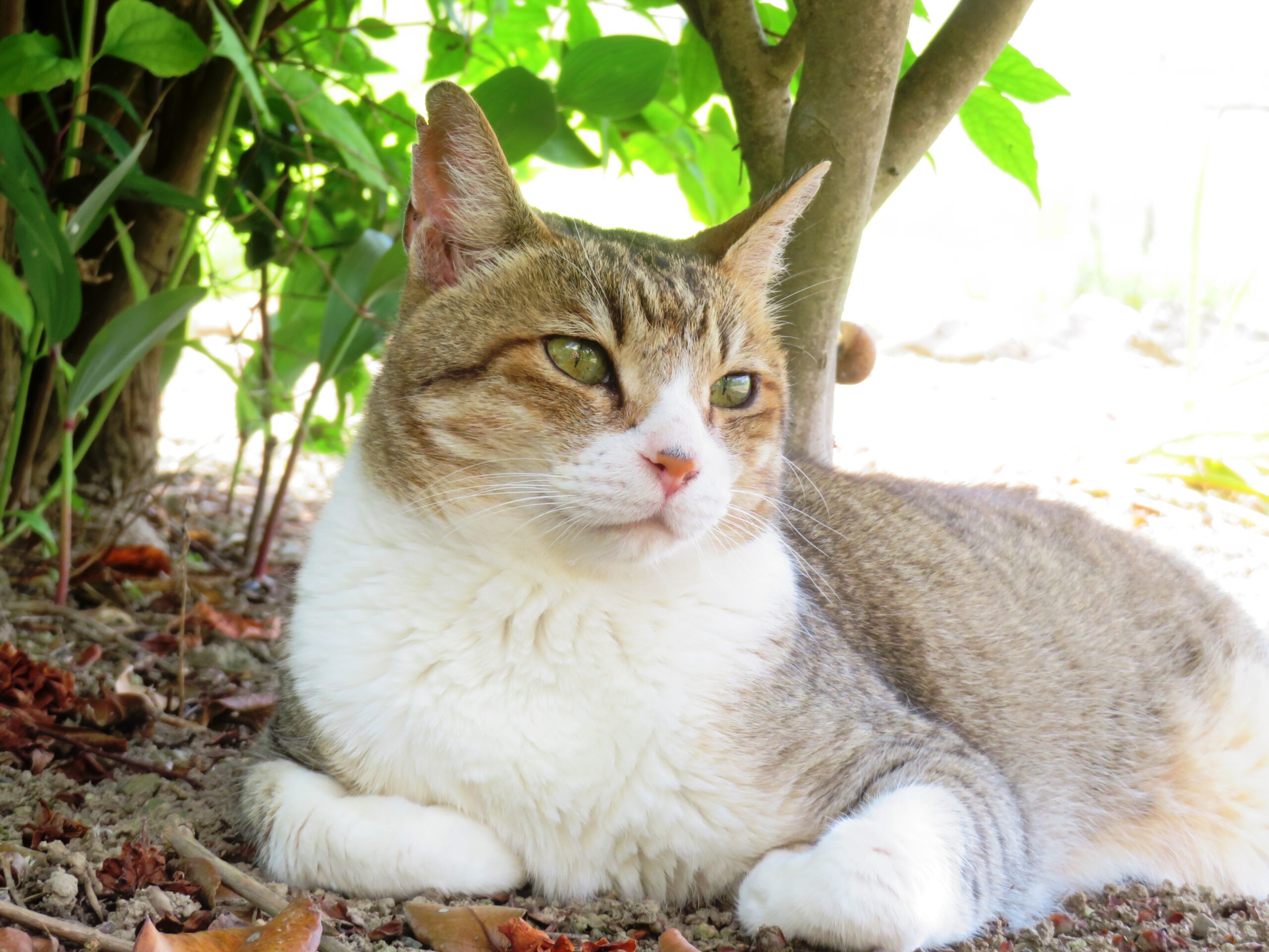 ねこ、風太　木陰