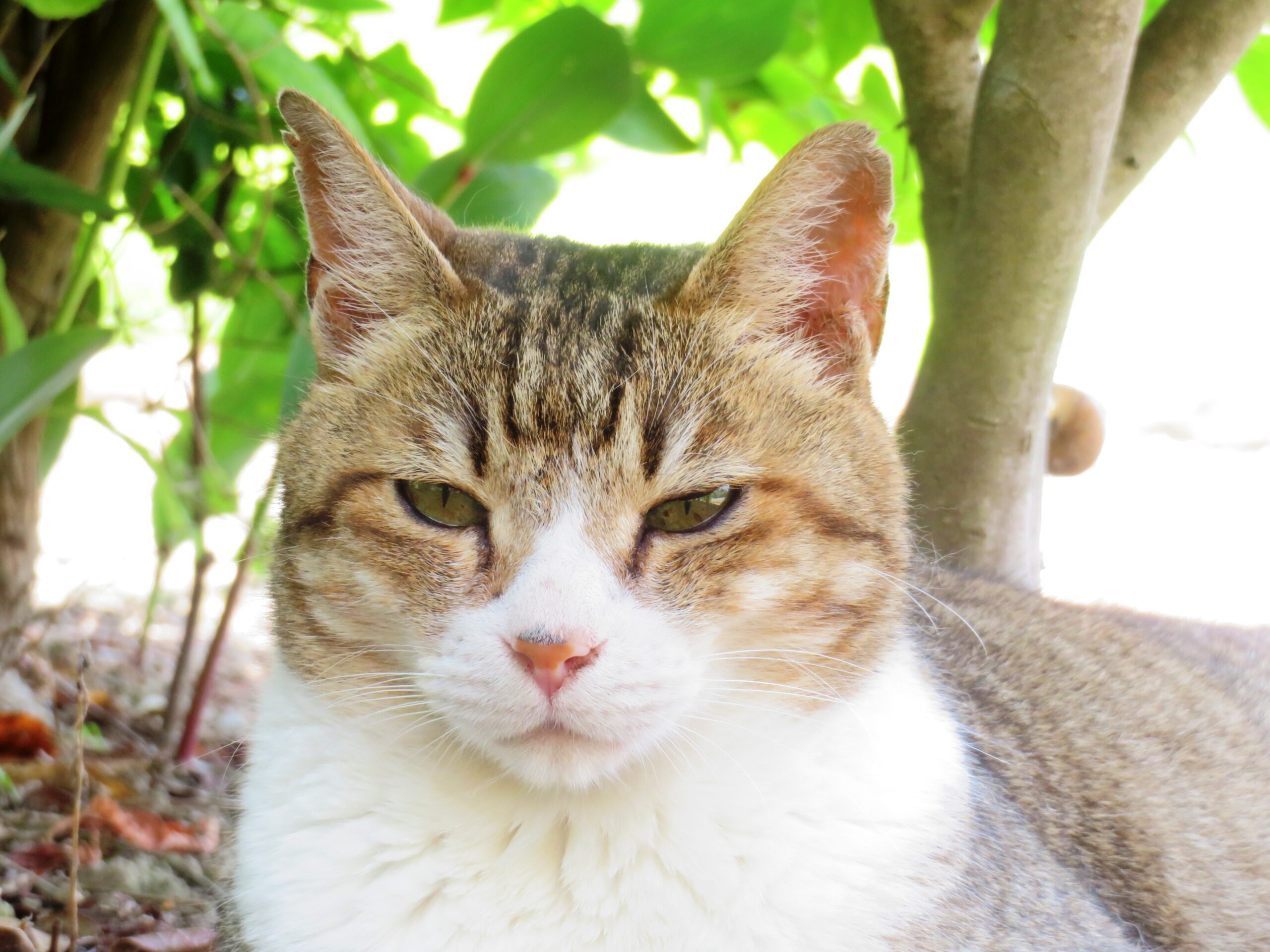 ねこ、風太　木陰