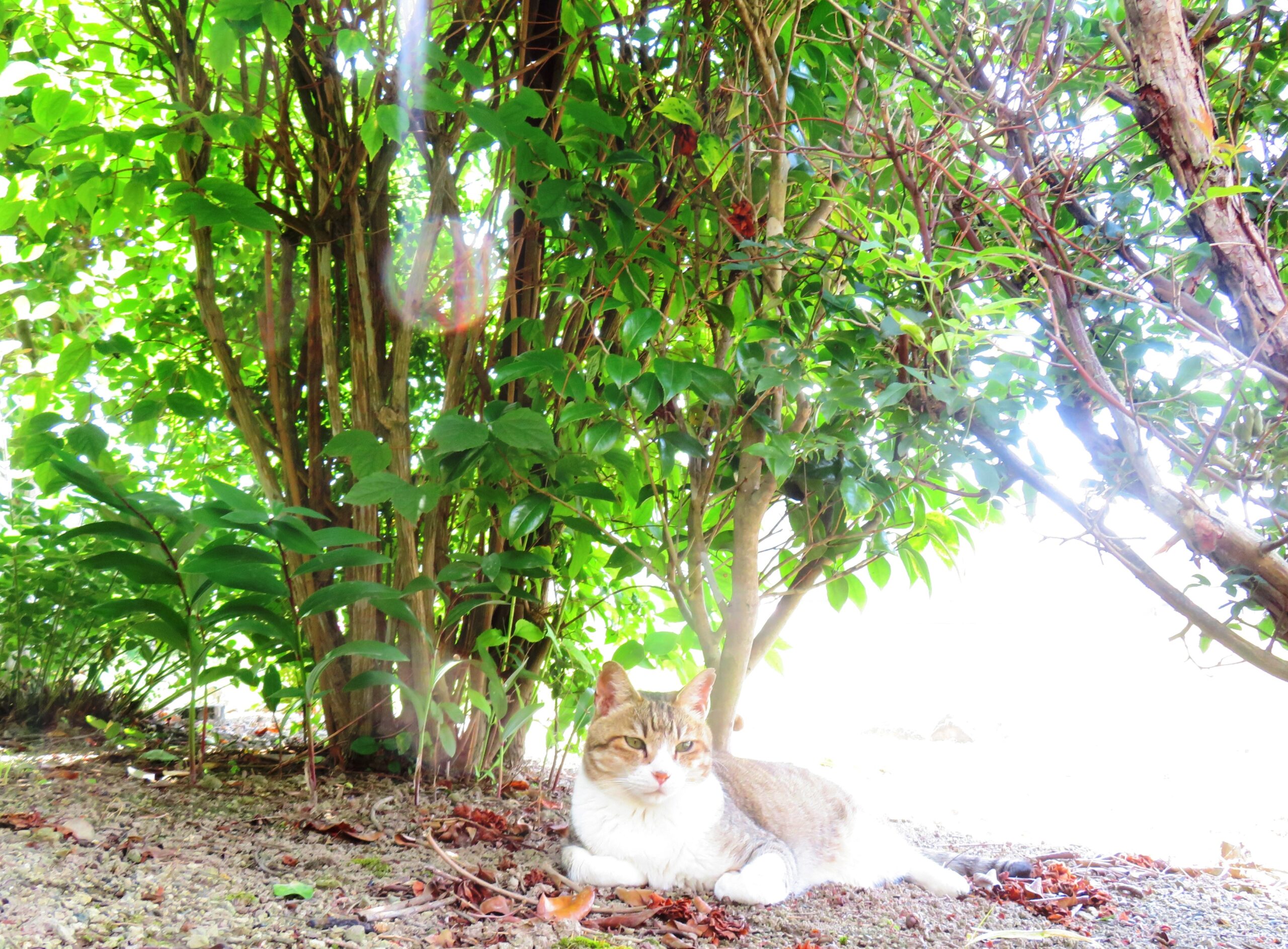 ねこ、風太　巡回