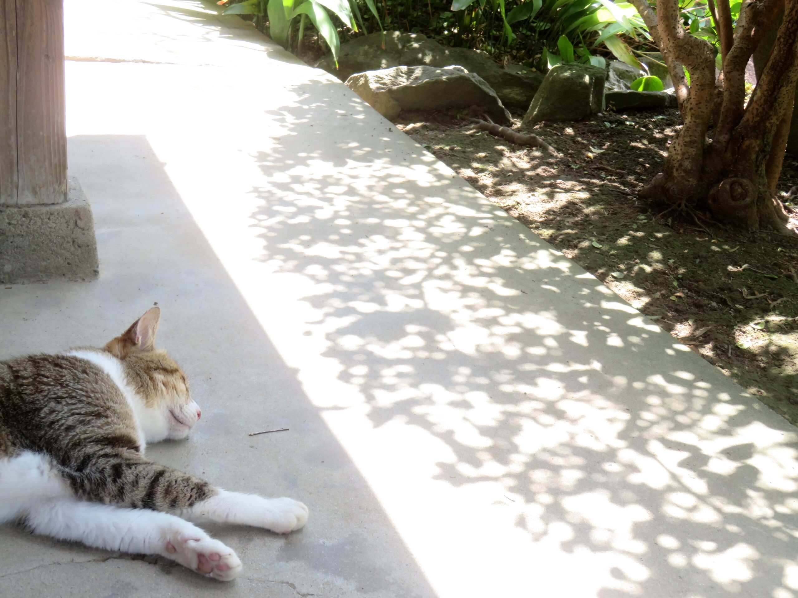 ねこ、風太　木陰