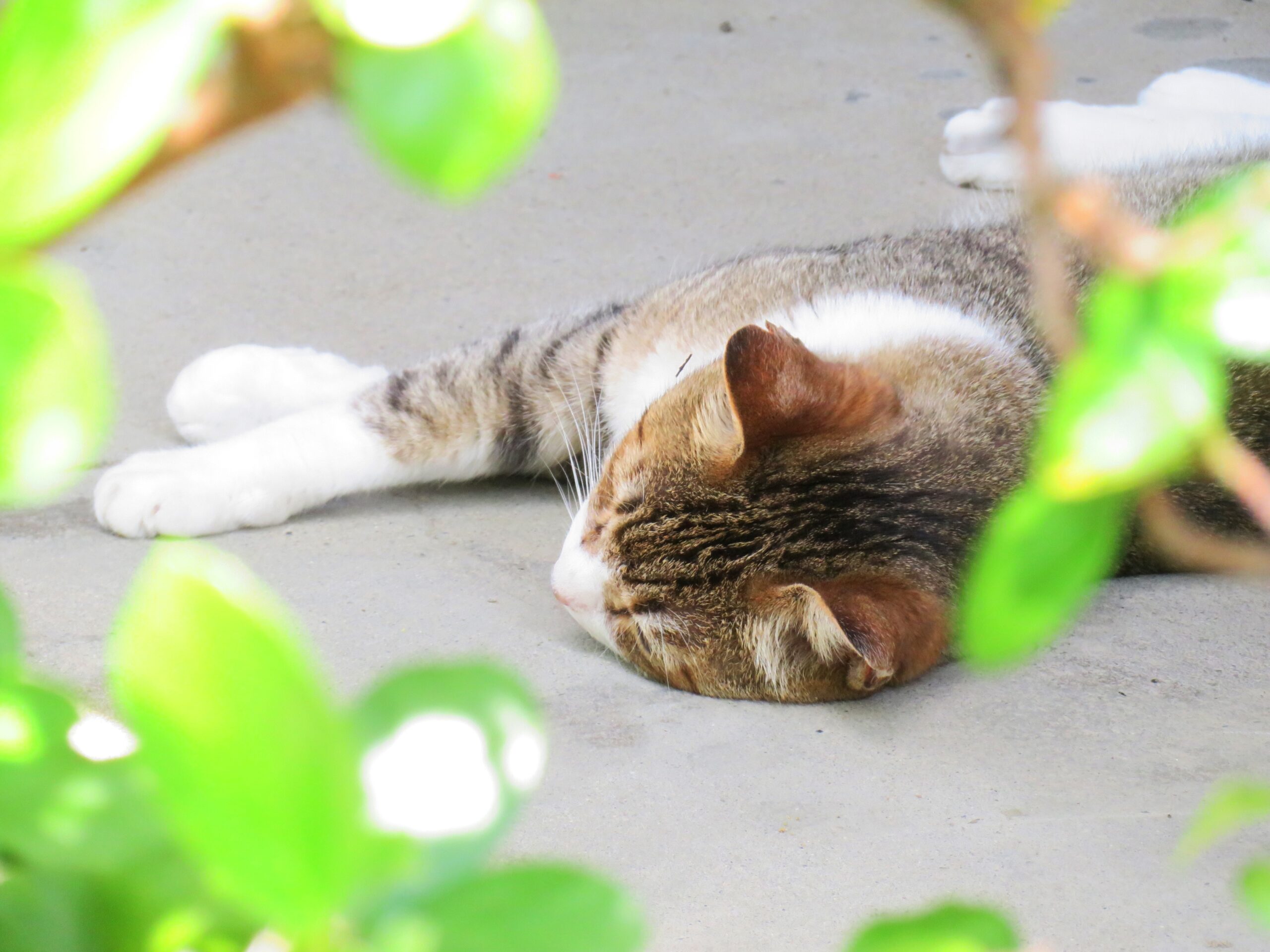 ねこ、風太　ゴロゴロ