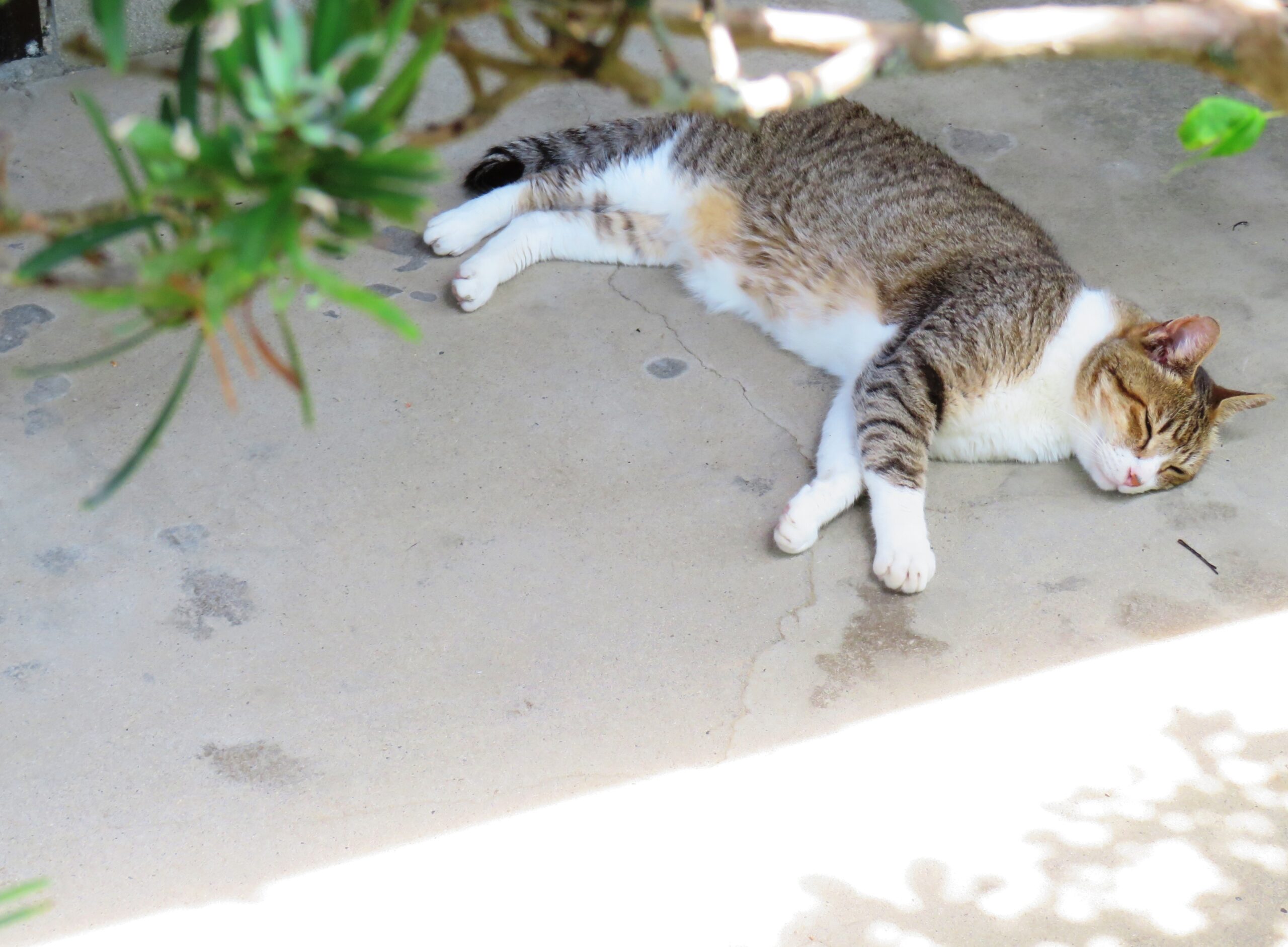 ねこ、風太　ゴロゴロ